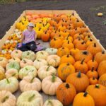 Charlotte's Pumpkin Sale 3